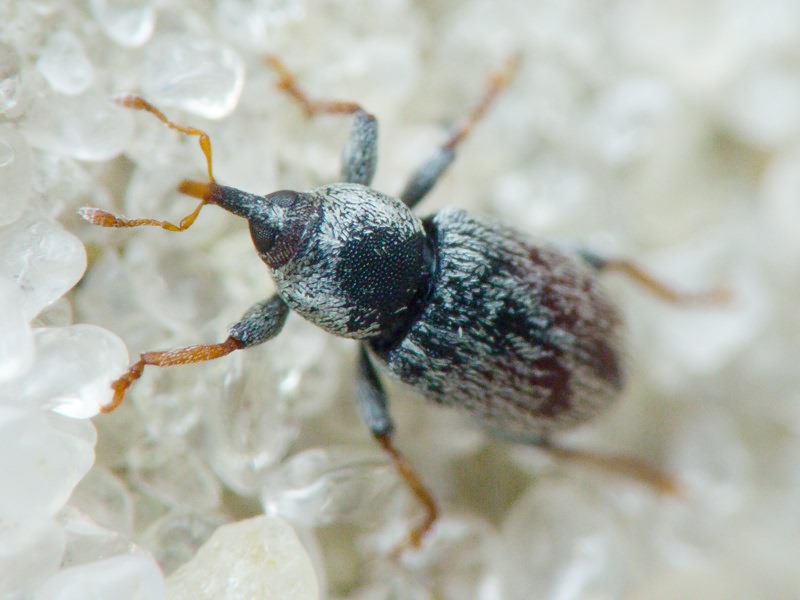 Tychius Germar, 1817